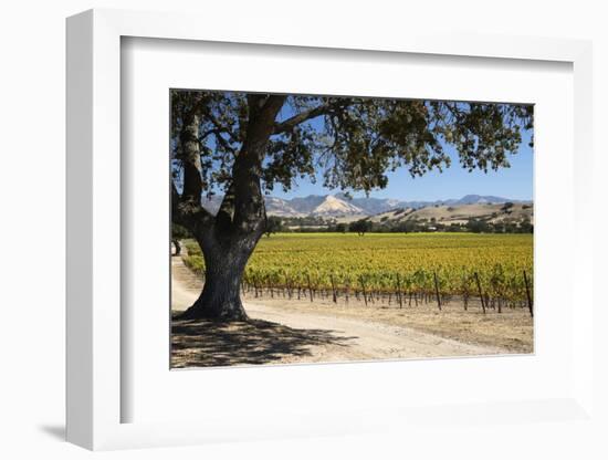 Autumnal Vineyards-Stuart Black-Framed Photographic Print