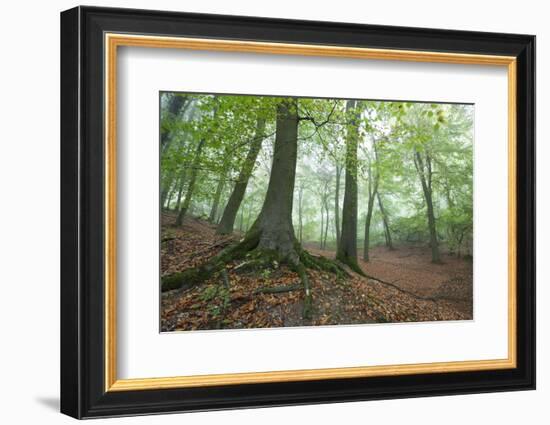 Autumnal Woodland in Mist, Near Winchcombe, Cotswolds, Gloucestershire, England-Stuart Black-Framed Photographic Print