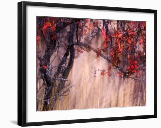 Autumnal-Ursula Abresch-Framed Premium Photographic Print