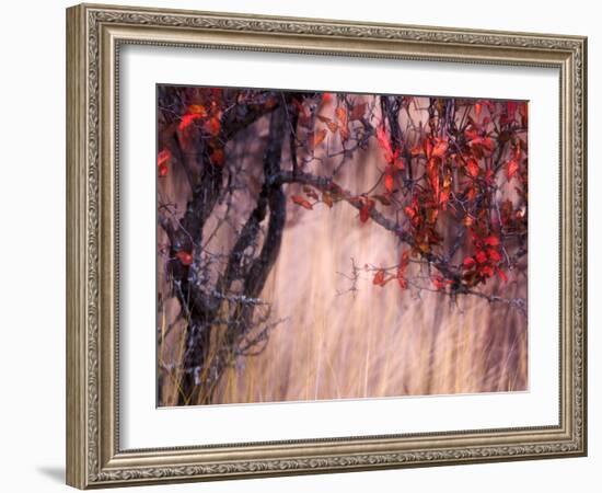 Autumnal-Ursula Abresch-Framed Photographic Print