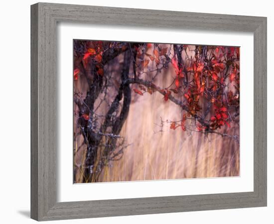 Autumnal-Ursula Abresch-Framed Photographic Print