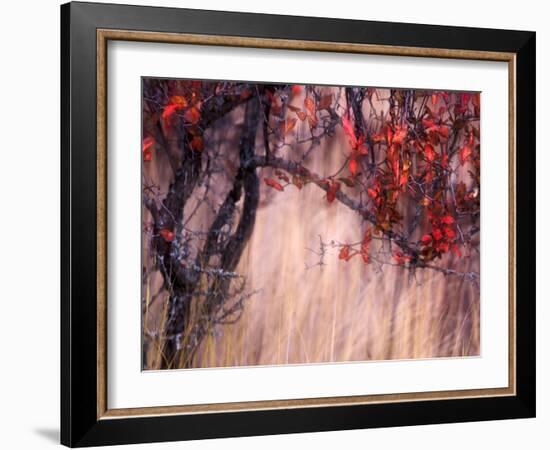 Autumnal-Ursula Abresch-Framed Photographic Print