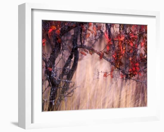 Autumnal-Ursula Abresch-Framed Photographic Print