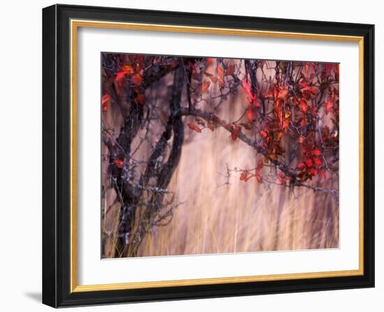 Autumnal-Ursula Abresch-Framed Photographic Print