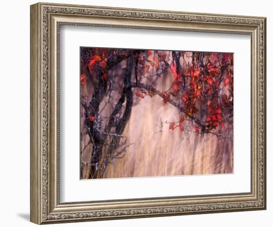 Autumnal-Ursula Abresch-Framed Photographic Print