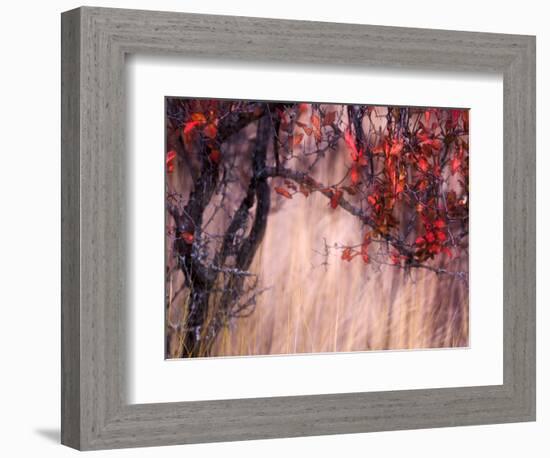 Autumnal-Ursula Abresch-Framed Photographic Print