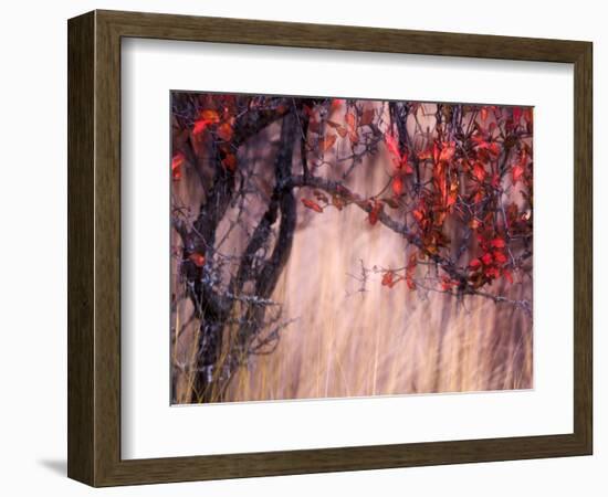 Autumnal-Ursula Abresch-Framed Photographic Print