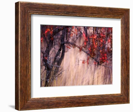 Autumnal-Ursula Abresch-Framed Photographic Print