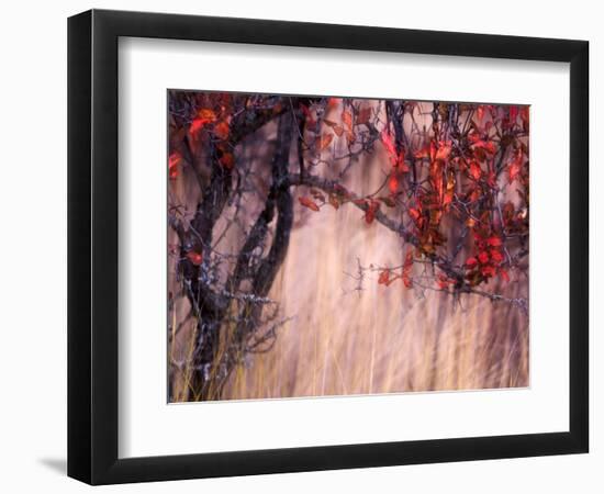 Autumnal-Ursula Abresch-Framed Photographic Print