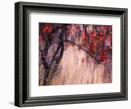 Autumnal-Ursula Abresch-Framed Photographic Print