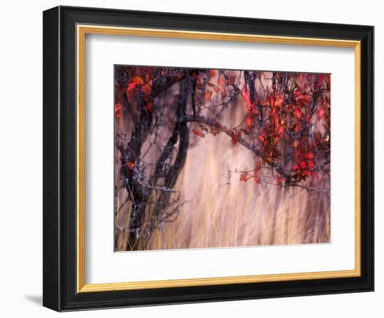 Autumnal-Ursula Abresch-Framed Photographic Print