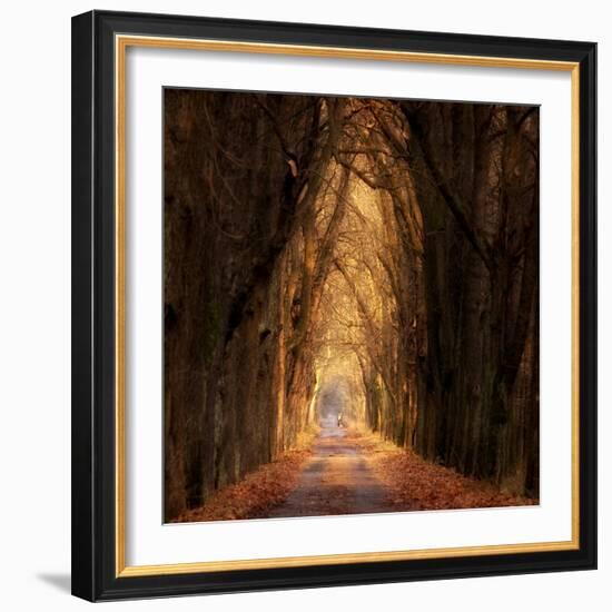 Autumnal-Marcin Sobas-Framed Photographic Print