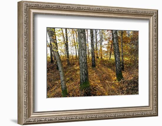 Autumnally Coloured Deciduous Forest with Natural Birch Continuanc-Harald Lange-Framed Photographic Print