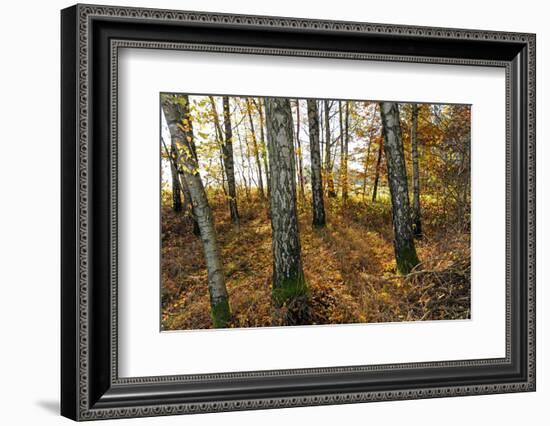 Autumnally Coloured Deciduous Forest with Natural Birch Continuanc-Harald Lange-Framed Photographic Print