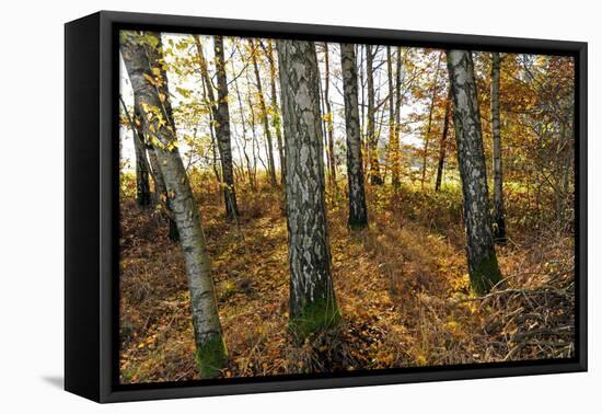 Autumnally Coloured Deciduous Forest with Natural Birch Continuanc-Harald Lange-Framed Premier Image Canvas