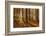 Autumnally Coloured Trees (Mainly Beeches) in the Vienna Woods, Near Peilstein, Austria-Gerhard Wild-Framed Photographic Print