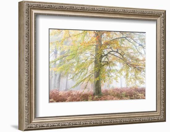 Autumns Glory-Doug Chinnery-Framed Photographic Print