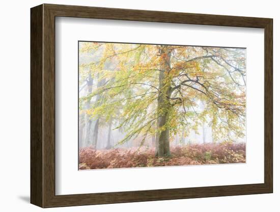 Autumns Glory-Doug Chinnery-Framed Photographic Print