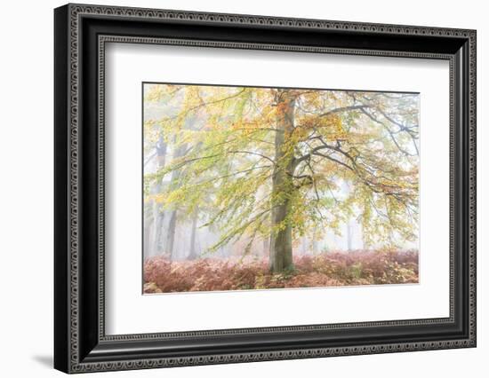 Autumns Glory-Doug Chinnery-Framed Photographic Print