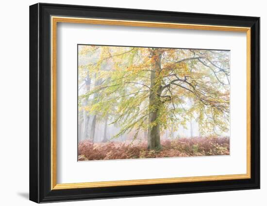 Autumns Glory-Doug Chinnery-Framed Photographic Print