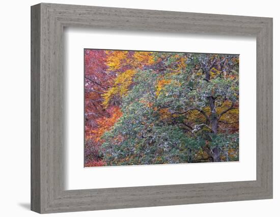 Autumns Progress-Doug Chinnery-Framed Photographic Print