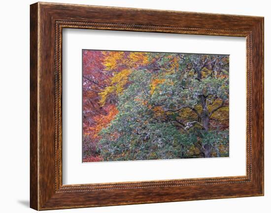 Autumns Progress-Doug Chinnery-Framed Photographic Print