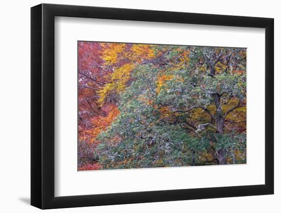Autumns Progress-Doug Chinnery-Framed Photographic Print