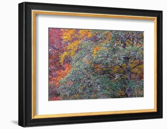 Autumns Progress-Doug Chinnery-Framed Photographic Print