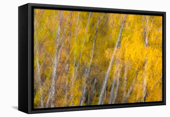 Autumns Shimmer-Doug Chinnery-Framed Premier Image Canvas