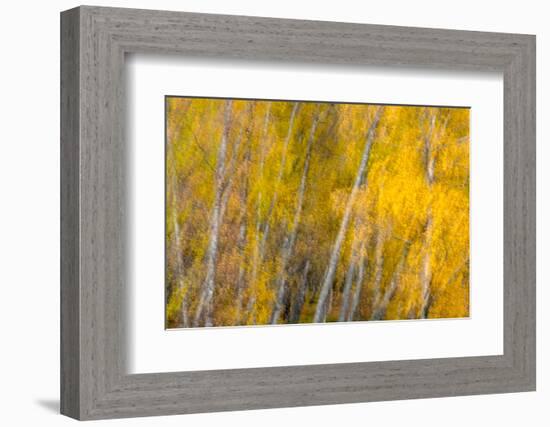 Autumns Shimmer-Doug Chinnery-Framed Photographic Print