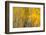 Autumns Shimmer-Doug Chinnery-Framed Photographic Print