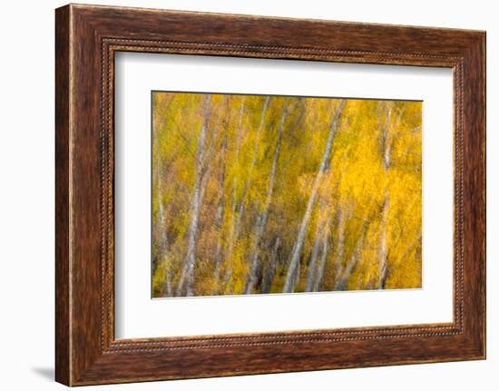 Autumns Shimmer-Doug Chinnery-Framed Photographic Print