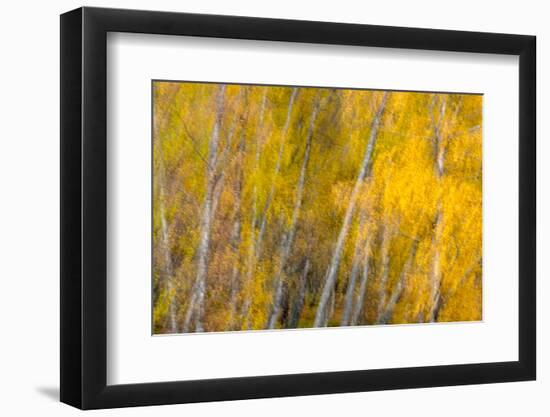 Autumns Shimmer-Doug Chinnery-Framed Photographic Print