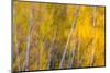 Autumns Shimmer-Doug Chinnery-Mounted Photographic Print