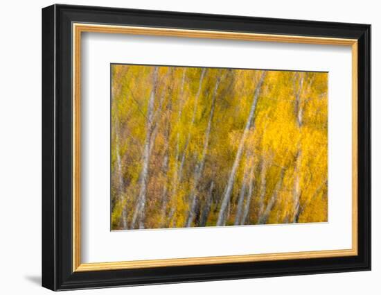 Autumns Shimmer-Doug Chinnery-Framed Photographic Print