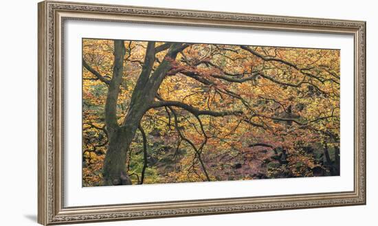 Autums Caress-Doug Chinnery-Framed Photographic Print