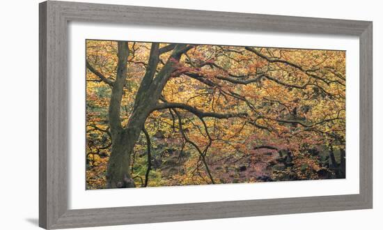 Autums Caress-Doug Chinnery-Framed Photographic Print