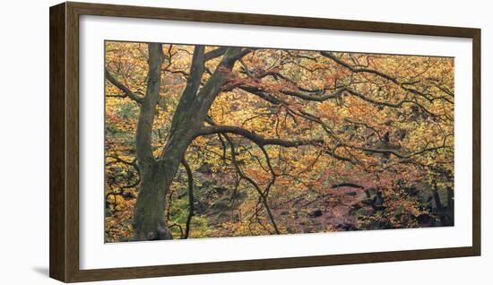 Autums Caress-Doug Chinnery-Framed Photographic Print
