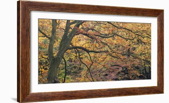 Autums Caress-Doug Chinnery-Framed Photographic Print