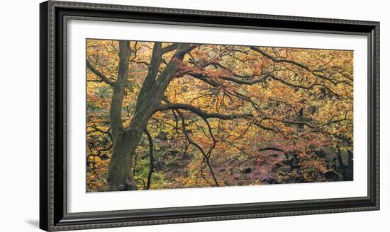 Autums Caress-Doug Chinnery-Framed Photographic Print