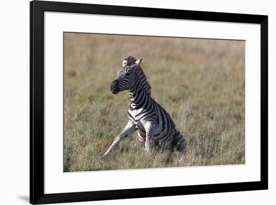 AV4C6612Zebra - Burchells-Bob Langrish-Framed Giclee Print