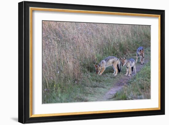 AV4C6675Black-backed Jackal-Bob Langrish-Framed Giclee Print