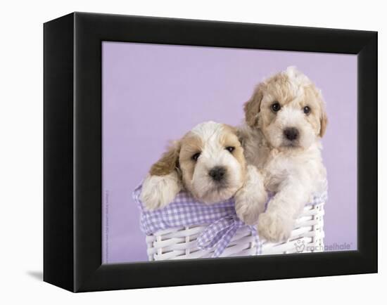 Ava and Ella-Rachael Hale-Framed Stretched Canvas