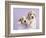 Ava and Ella-Rachael Hale-Framed Premium Giclee Print