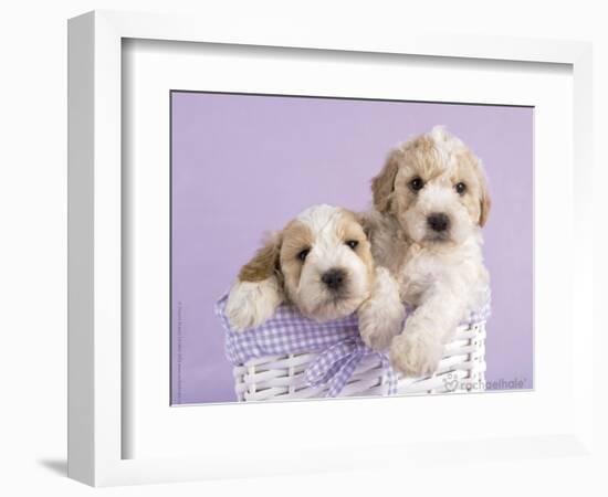 Ava and Ella-Rachael Hale-Framed Premium Giclee Print