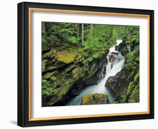 Avalanche Gorge, Glacier National Park, Montana, USA-Chuck Haney-Framed Photographic Print