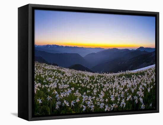 Avalanche Lilies (Erythronium Montanum) at Sunset, Olympic Nat'l Park, Washington, USA-Gary Luhm-Framed Premier Image Canvas