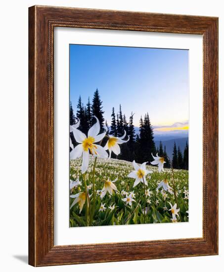 Avalanche Lilies (Erythronium Montanum) at Sunset, Olympic Nat'l Park, Washington, USA-Gary Luhm-Framed Photographic Print