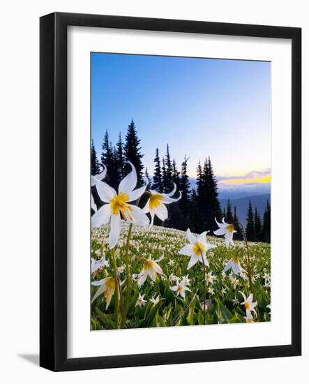 Avalanche Lilies (Erythronium Montanum) at Sunset, Olympic Nat'l Park, Washington, USA-Gary Luhm-Framed Photographic Print
