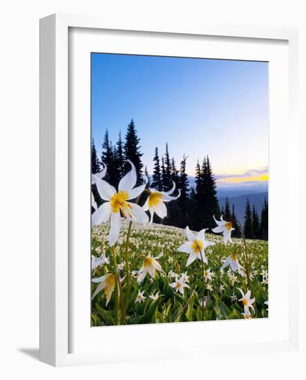 Avalanche Lilies (Erythronium Montanum) at Sunset, Olympic Nat'l Park, Washington, USA-Gary Luhm-Framed Photographic Print